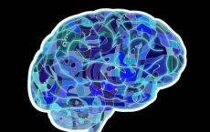 研究人员解决了大脑中氧连接的奥秘