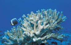 研究人员珊瑚研究的新维度