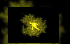 研究人员探索了多种星形胶质细胞