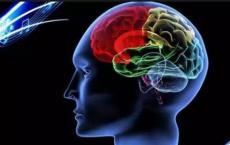 研究人员发现大脑如何应对创伤的新见解