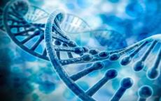 基因组分析显示许多基因对认知特征的综合影响