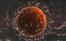 最新研究表明卵子利用化学信号来选择精子