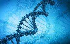DNA的简单扭曲可以决定胎盘的命运
