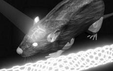 老鼠大脑闪亮的激光照射了阿尔茨海默氏症精神分裂症中心