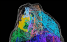 科学家已经在大鼠心脏中绘制了大脑的详细图