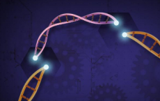 UMD研究人员建立了一种新的可行的CRISPR-Cas12b系统