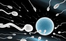 精子中的转录扫描可调节人类进化的速度