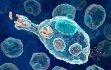 在癌细胞上保留表面受体的药物使其对免疫细胞更加可见