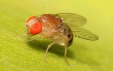 果蝇研究揭示了睡眠剥夺与肠道和死亡之间的联系