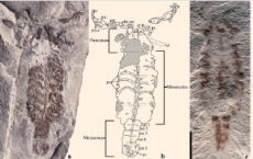 在美国威斯康星州发现了保存最完好的蝎子最古老的化石