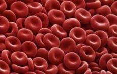 介绍下红细胞系统中的早幼红细胞超微结构是什么