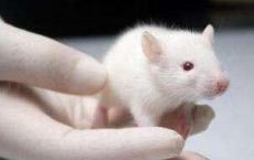 研究人员使用一滴血来快速估计小鼠受到了多少有害的辐射