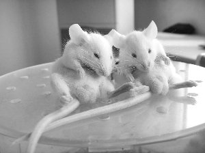奇怪形状的小鼠精子可以用来区分物种