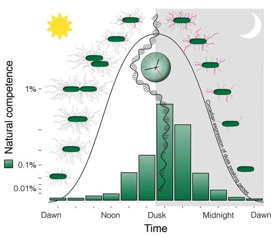研究人员发现将生物钟与昼夜周期对准的重要性