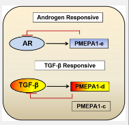 从RNA Seq分析Pro中表征独特的PMEPA1基因剪接变体