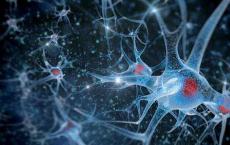 阿尔茨海默氏症神经元细胞能量产生改变
