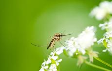 研究人员开发出第一种中和多种类型的广泛传染病的蚊子