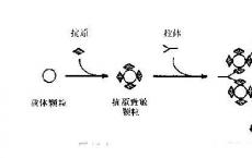 介绍下间接凝集反应的类型有哪些