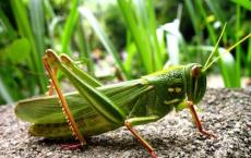 研究表明昆虫如何调节对重力的生理反应