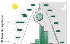 研究人员发现将生物钟与昼夜周期对准的重要性