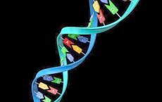新的生物衍生金属有机骨架模仿DNA