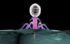 研究人员发现新的免疫系统如何保护细菌免受噬菌体侵害