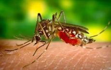 激活蚊子的免疫系统可以阻止其传播引起犬心丝虫和人淋巴