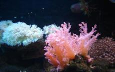 珊瑚与微藻的合作有助于缓解压力但需要权衡取舍