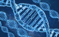 人类DNA中的潜在危险基因曾被称为异染色质