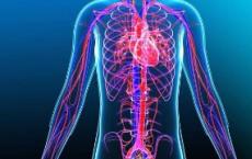 叶酸水平升高可降低RA患者的心血管死亡率