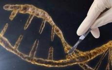 新技术改进了蚊子和其他物种的CRISPR-Cas9基因编辑