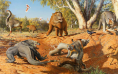 极端的气候变化导致澳大利亚和新几内亚的大型动物灭绝