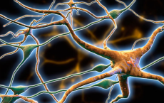 ions病毒阻塞神经退行性疾病的大脑细胞运输