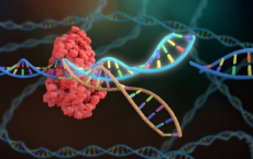 可升级CRISPR的新基因编辑复合体的首批图像