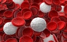 科学家发现细胞之间的流氓通信如何导致白血病