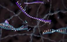 CRISPR小基因方法可阻止小鼠遗传性肝病