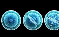阐明生殖细胞形成所必需的细胞分裂机制