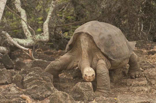 在死亡中Lonesome George揭示了为什么巨龟活得这么久