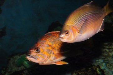 洞察游泳魚可能會導致機器人技術的進步