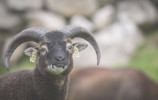 羊研究发现野生动物的免疫系统随着年龄的增长而下降