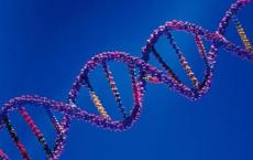 一项新的研究表明DNA与RNA一起制造了地球上的生命