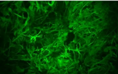 星形胶质细胞在小鼠长期记忆形成中起着惊人的作用