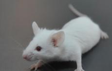 小鼠中几代人的必需营养素治疗阿尔茨海默氏症的症状