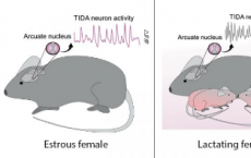 小鼠中催乳素控制神经元的电信号发生可逆变化