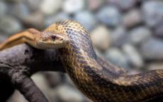 蛇肝中存在的重金属引起人们对环境的关注