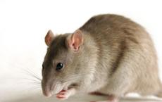 自闭症基因使老鼠的大脑不灵活