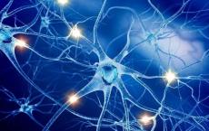 科学家在覆盖大脑的膜中发现产生神经元的干细胞