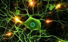 研究人员发现了神经细胞的僵硬如何影响对触摸的敏感性