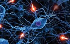 脑有机体生成功能神经网络