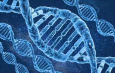 新研究表明DNA交叉如何驱动健康与异常的精子